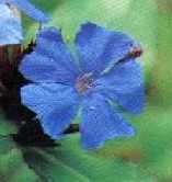 Ceratostigma